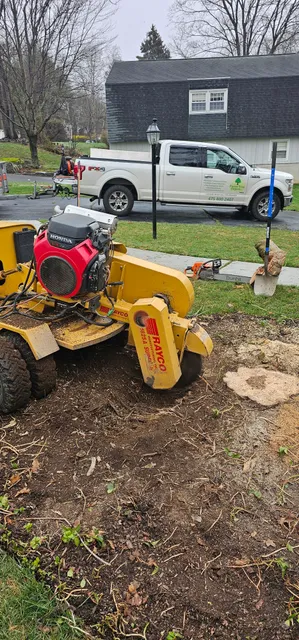 Forest Tree Expert LLC work photo