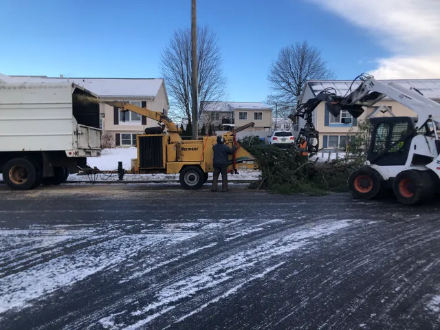 Natural Systems Tree Service work photo
