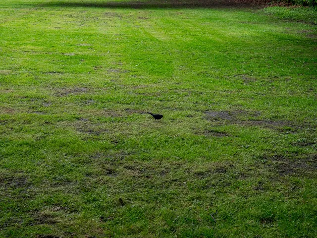 Care4Lawns work photo