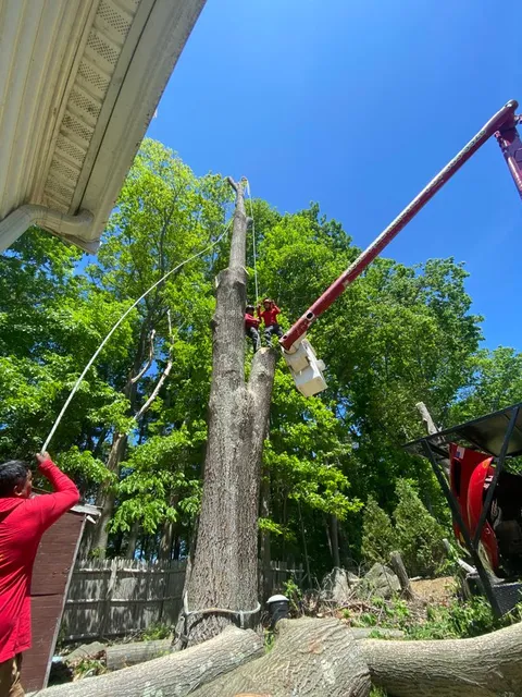4seasons Tree service & Landscaping LLC