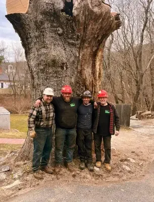 CM Tree Service LLC gallery picture