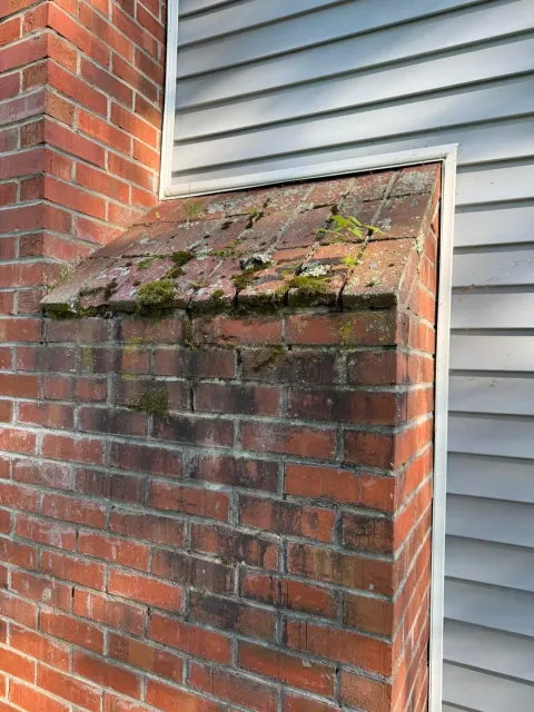 A brick wall with a small brick overhang under a window, showing moss and small plants growing on the bricks and mortar.