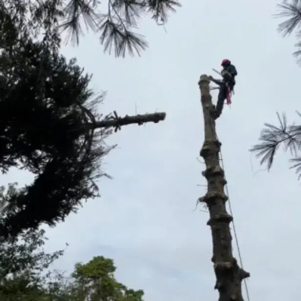 Professional Tree Removal Company
