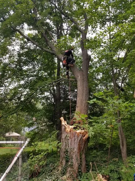 Tree service climber removing a large limb from a tree in southern New Hampshire.