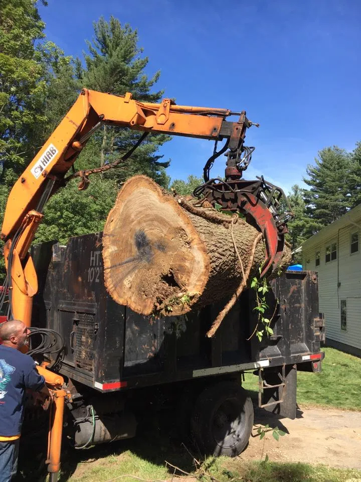 Branch Manager Tree Service
