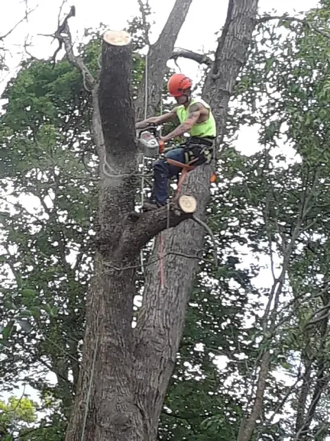 Portland Tree Service work photo