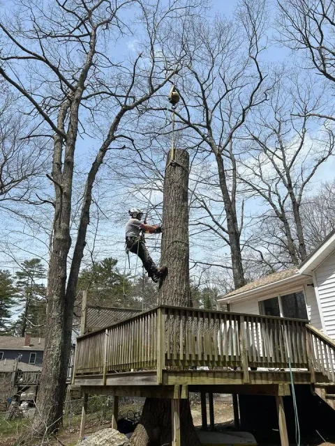 Tree service worker cutting a tree trunk next to a wooden deck, blue sky.