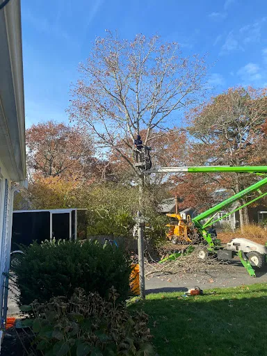 Mike Roma Tree Service work photo