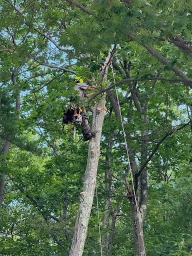 Tree Solutions LLC work photo