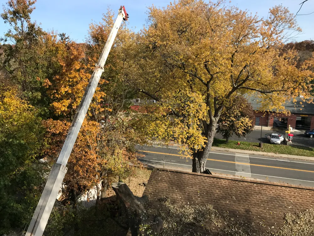 Tree trimming at commercial property in Chicopee