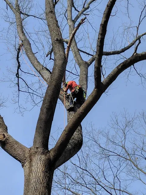 work photo from akandsontree.com