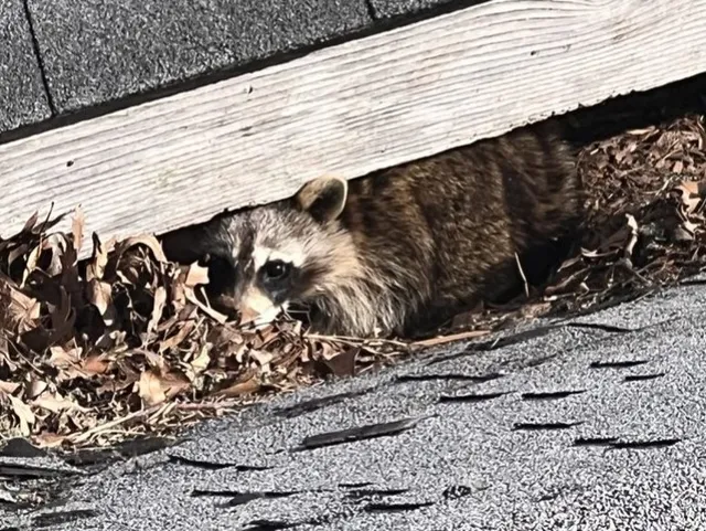 work photo from wildliferemovalcapecod.com