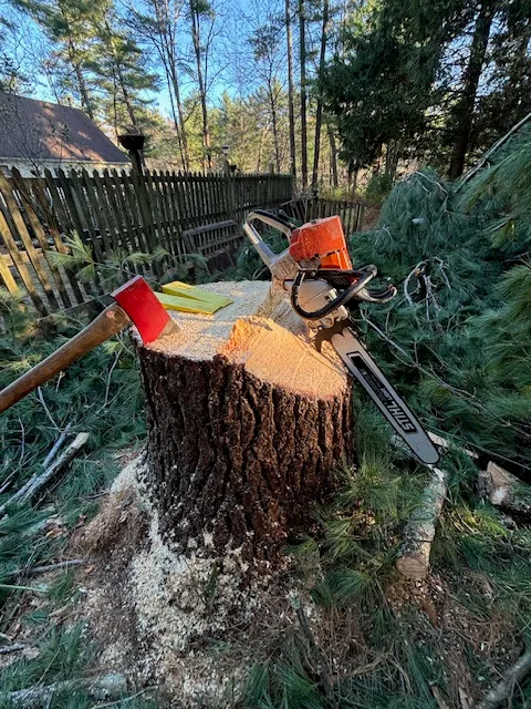 Bainbridge Arbor Care work photo