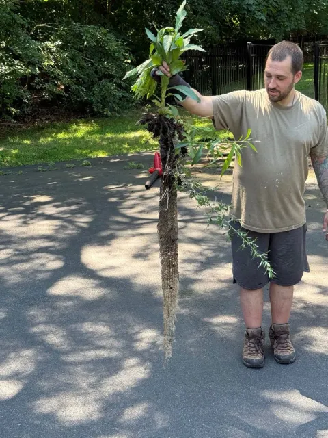 Man holding a large uprooted plant by a driveway in a sunny yard