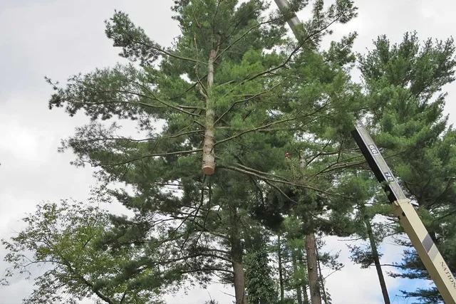 work photo from clearviewtreeserv.com