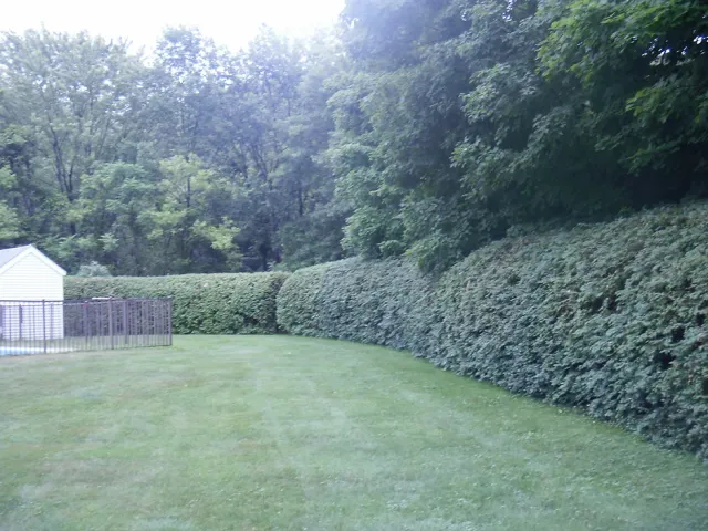 D. Adams Landscaping researched project photo