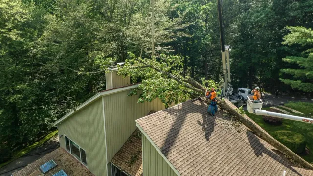 Recent work tree services fairfield county ct showing professional tree maintenance results