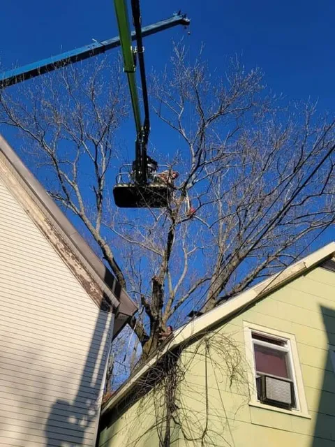 work photo from webstertree.net