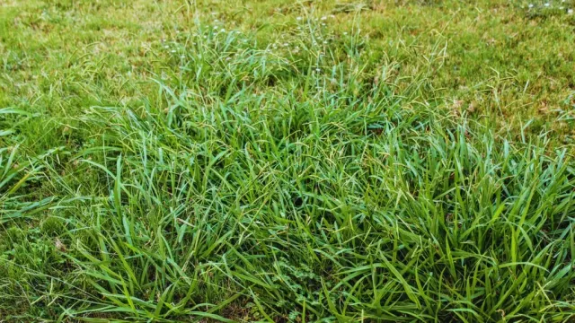 Crabgrass Is Already Planning Its Comeback