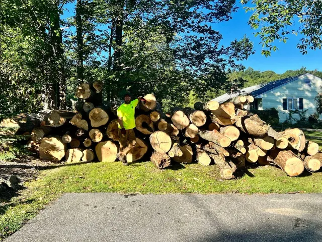 tree removal torrington ct