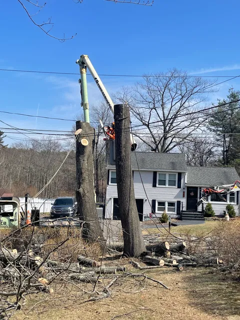 CB Tree Services, LLC work photo