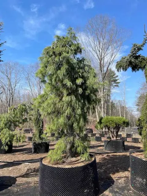 work photo from rockcrestgardens.com