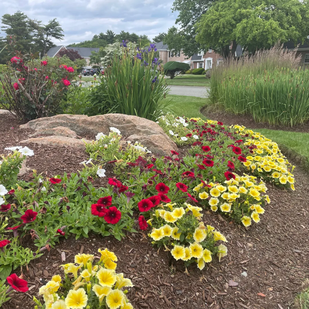 Reliable Commercial Landscape Maintenance Near Boston. Fall clean-up, mulching, pruning, weekly maintenance, spring clean-up, seasonal color displays.