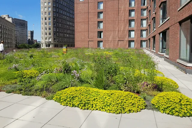 Apex Green Roofs researched project photo