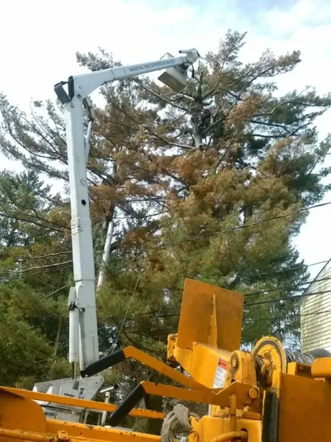 work photo from sandovaltreeservice.com