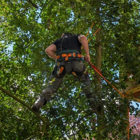 work photo from justjayntreeservicenh.com