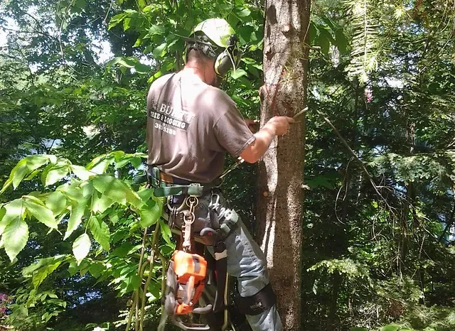 Suncook Valley Tree Services work photo