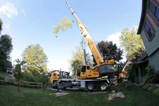 McGuinness Tree Service work photo