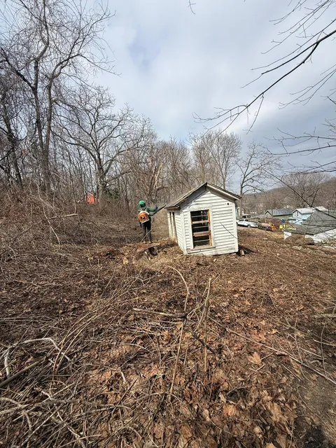 Brush and shrub clearing work — Tree Wise Guys CT