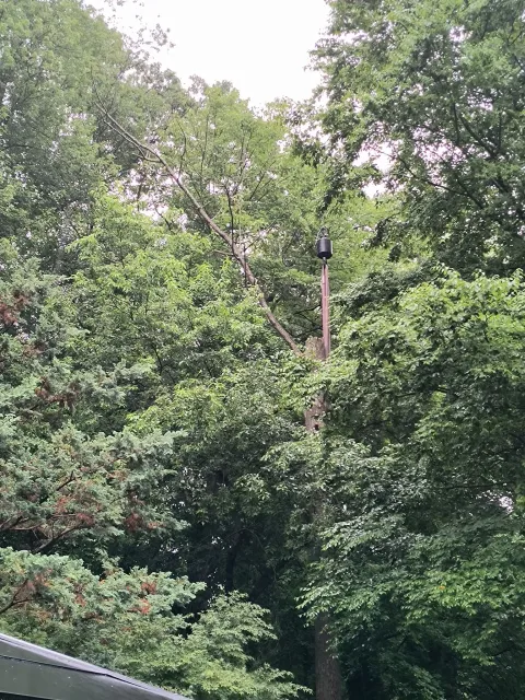 Dense green trees with a utility pole and wires rising above a rooftop edge