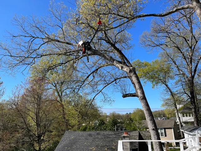Allied Tree Service Inc work photo