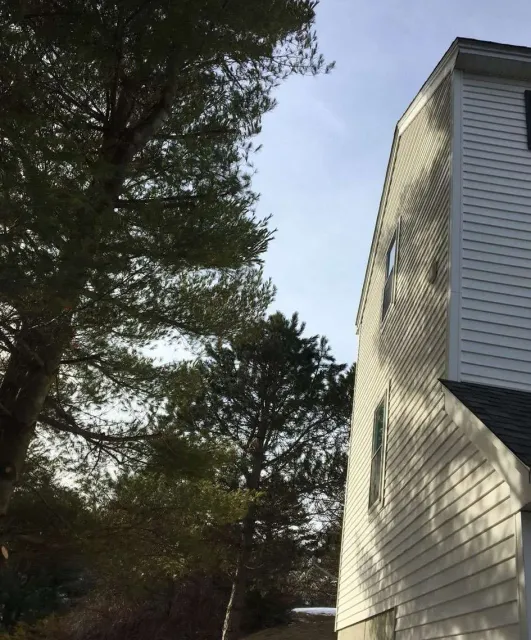 House near tall pine trees under clear sky