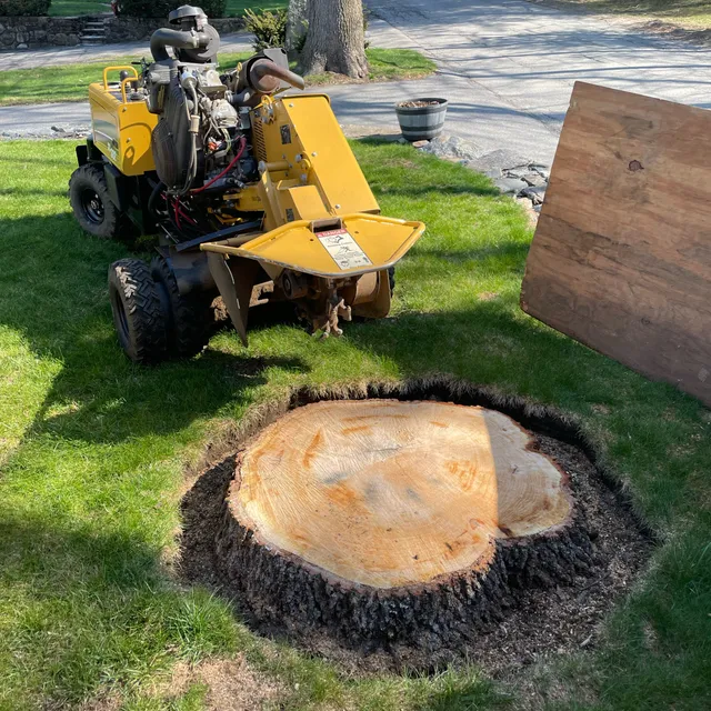 Liberty Stump Grinding work photo