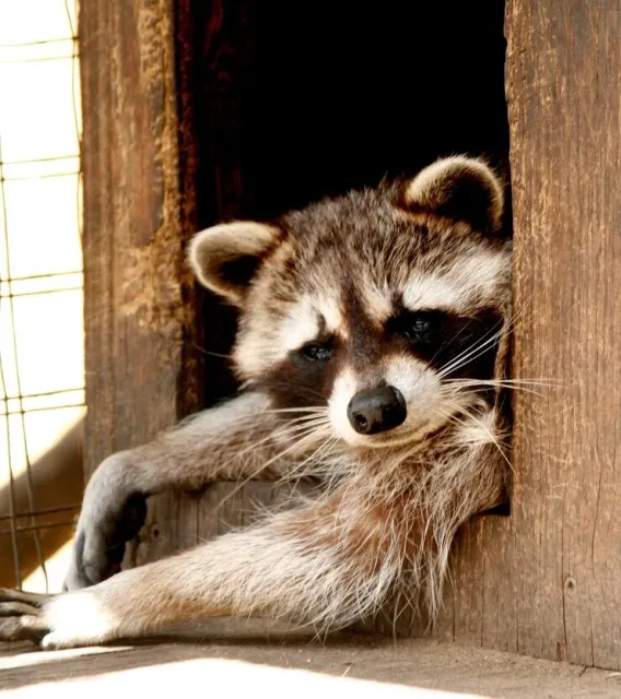 work photo from wildlifepestcontrolct.com