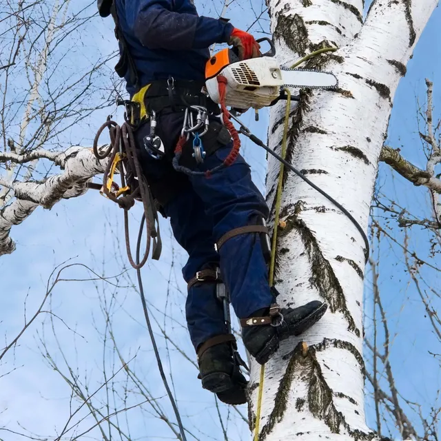 work photo from arborct.com