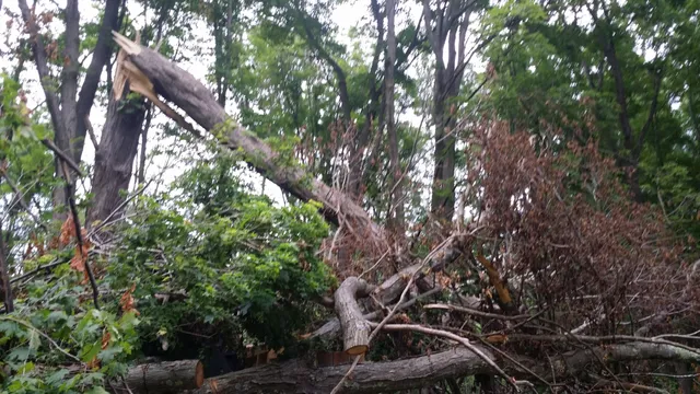 Budget Tree Service LLC work photo
