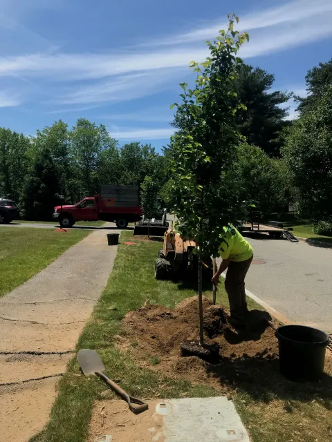 Planting.jpg