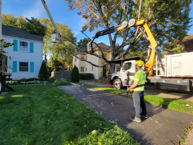 Trout Brook Arborists work photo