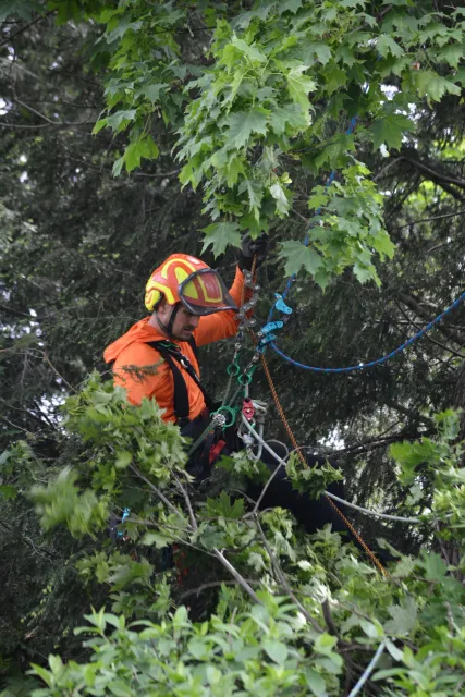 work photo from northernberkshiretreecare.com