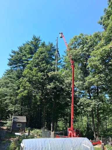 Andrew Grant’s Tree Service work photo