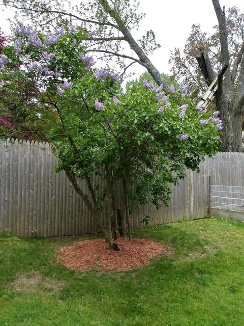 Boo Boos landscaping and house cleaning