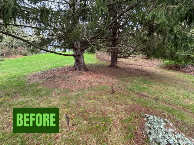 Tree Mulch before