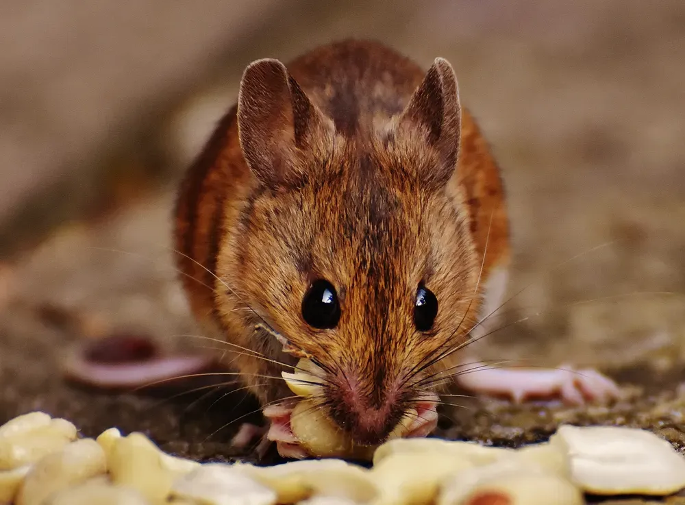 A rodent indoors near scattered food — the kind of activity that prompts a rodent inspection