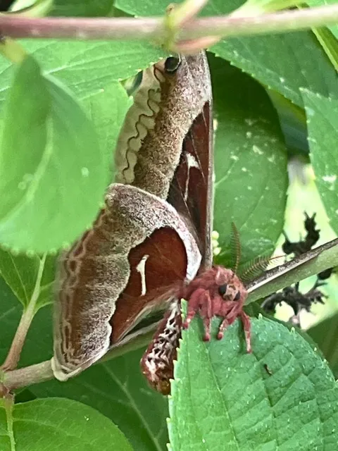 Browntail Moth Management in Southern Maine