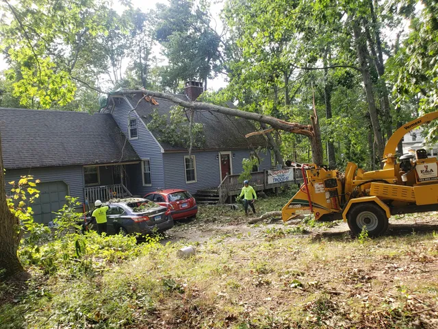 E&A tree Removal & landscaping LLC work photo