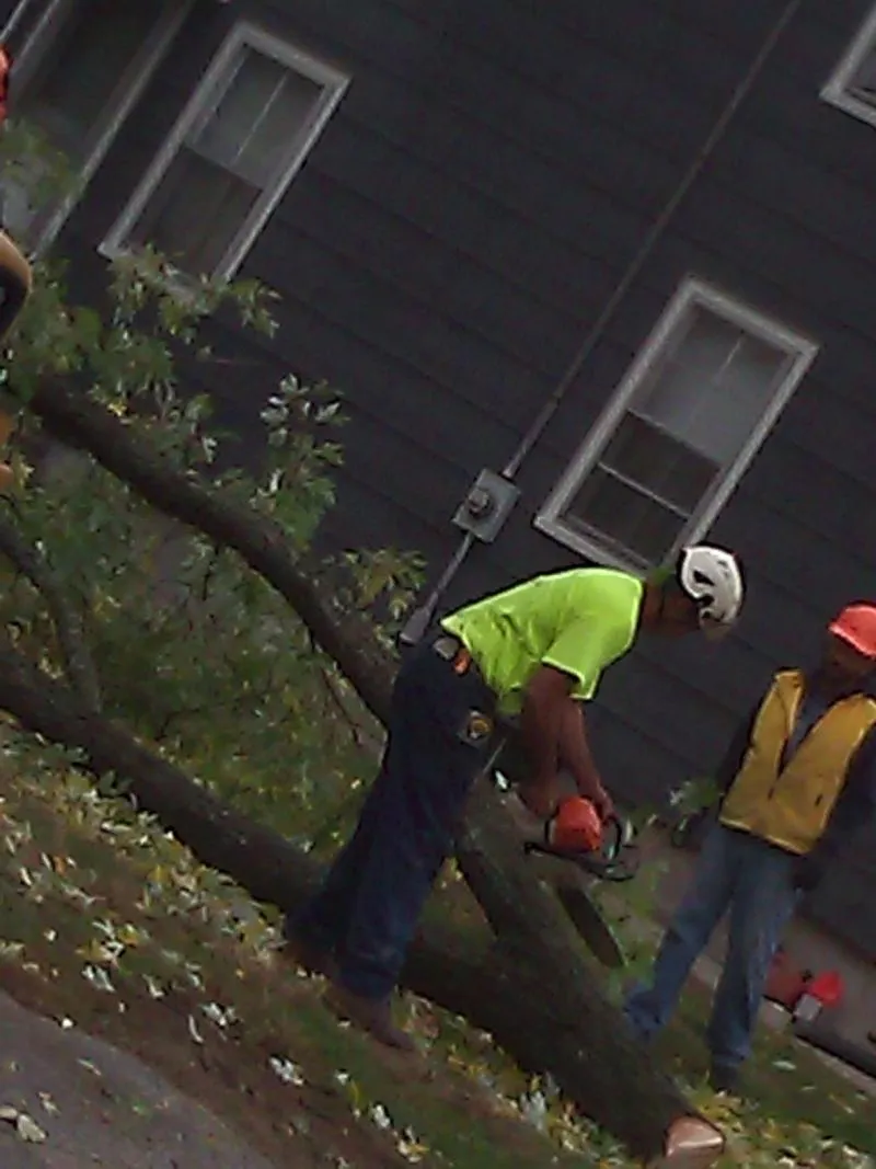 work photo from huntertreeservice.biz
